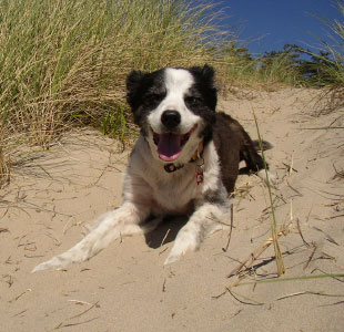 Dogs at Land's End at Cannon Beach