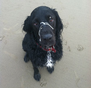 Dogs at Land's End at Cannon Beach